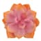 Medium Pink &#x26; Orange Echeveria Pick by Ashland&#xAE;